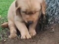 Щенок учится рыть яму