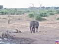 Слон напал на носорога с детёнышем