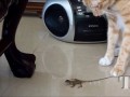 Ящерицы против кошек