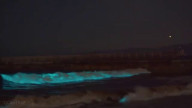 bioluminescence