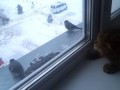 Кот на окне