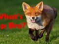 Ylvis - The Fox (WeRnIS' Edit)