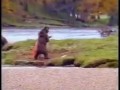 Медведь дерется с человеком за рыбу