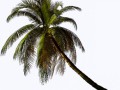 Palma_04_