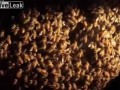 Пчёлы против шершня