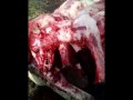 Китай. Узкоглазые ублюдки сняли шкуру с живой собаки
