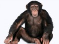 139104550_monkey_PNG18736 (1)