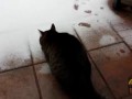 Cat reaction to snow - Excitable Cat Sees Snow for the first time! [HILARIOUS]
