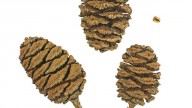 Sequoiadendron_giganteum