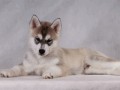 Карри_6