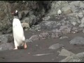 Наглый пингвин