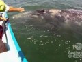 Incredible Whale Encounter 