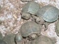 10 000 черепах нашли в чемоданах в аэропорту Индии
