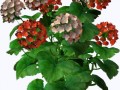 72786702_R11_Garden_Design