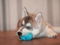 Лютик_3