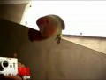 Попугай любитель сисек
