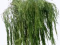 крона ивы