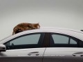 Кот и машина