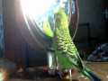 Виртуальная любовь попугая Кеши.