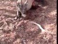 Комодский варан заживо ест оленя