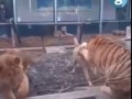 собак