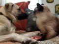 Кот и лабрадор