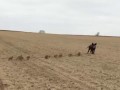Семья диких кабанов бежит через поле