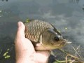 Карась на мушку