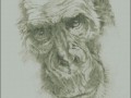 Shimpanze1б
