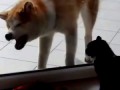 Кот и пес борьба через стекло