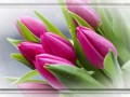 tulips_flowers_buds_flower_blurring-686810