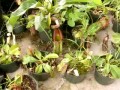 Nepenthes - Carnivorous Plants of Southeast Asia