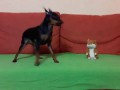 Разговор собаки с игрушкой