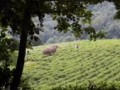 Слоны на чайных плантациях Сочи