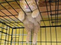 sleeping-cats-173-57d1258db8c8c__605_thumb