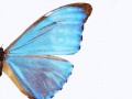 butterfly-mesh-max-1