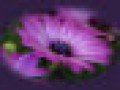 2__arnusha