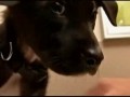 Собаки-доноры спасают жизнь собратьев (BBC - donor dogs)