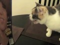 5 кошачьих лет в одном видео