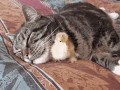 кот и птенец