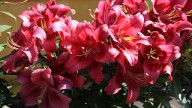 IMG_8888 копия