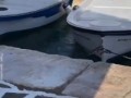 The fierce fight between two cats in Greece