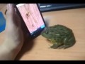 Жаба играет на Iphone