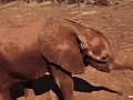 Слонёнок машет хоботом