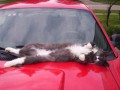 1495033764_sleepingcats20