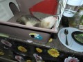 DSCN0947