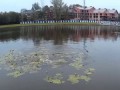 Еще одно видео сазана в пруду Калининграда