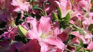IMG_8899 копия
