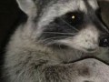 BIG Tame Wild Raccoon to Pet