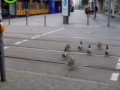 Эволюция: утки на пешеходном переходе